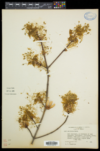 Acer saccharum var. saccharum image