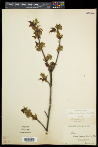 Acer saccharum var. saccharum image