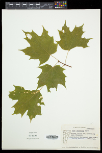 Acer saccharum var. saccharum image