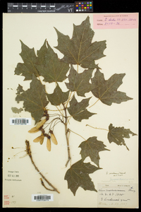 Acer saccharum var. saccharum image