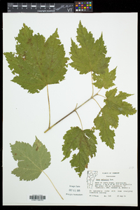 Acer spicatum image