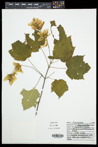 Acer spicatum image