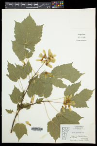 Acer spicatum image