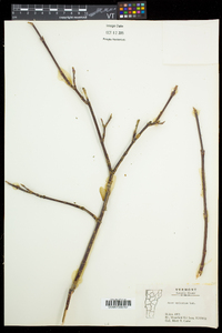 Acer spicatum image