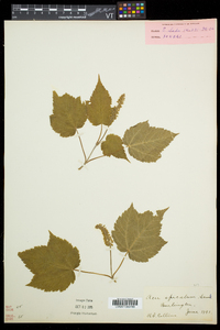 Acer spicatum image