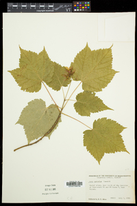 Acer spicatum image