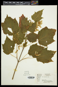 Acer spicatum image