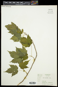 Acer spicatum image