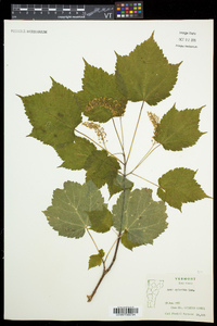 Acer spicatum image