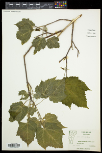 Acer spicatum image