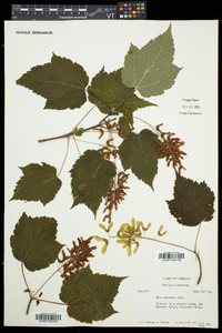 Acer spicatum image