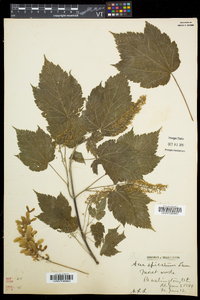 Acer spicatum image