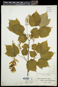 Acer spicatum image