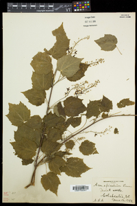 Acer spicatum image