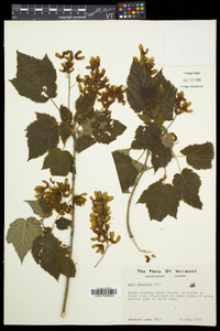 Acer spicatum image