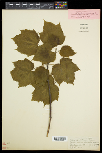 Acer spicatum image