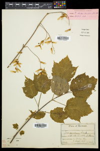 Acer spicatum image