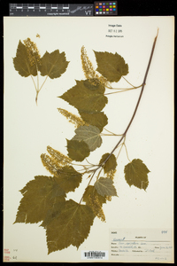 Acer spicatum image