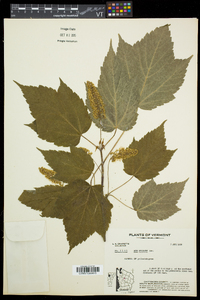 Acer spicatum image