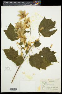 Acer spicatum image