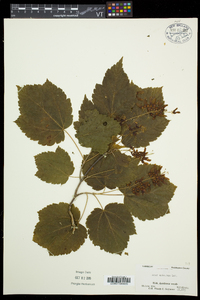 Acer spicatum image