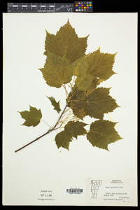 Acer spicatum image