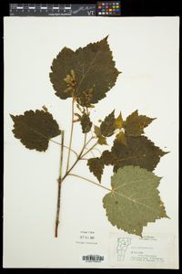 Acer spicatum image