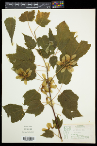 Acer spicatum image