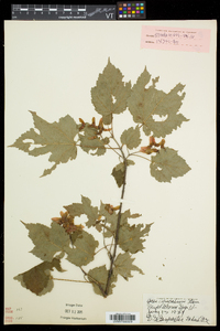 Acer spicatum image