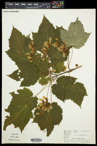 Acer spicatum image