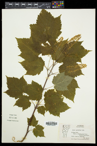 Acer spicatum image