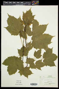 Acer spicatum image