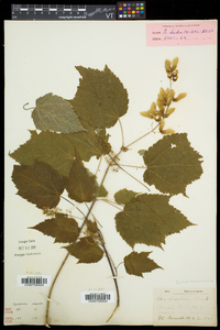 Acer spicatum image