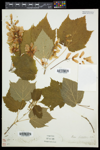 Acer spicatum image