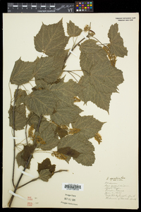 Acer spicatum image