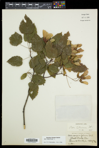 Acer tataricum image