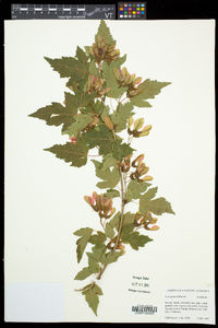 Acer ginnala image