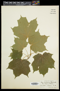 Acer nigrum image