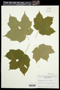 Acer nigrum image