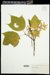 Acer pensylvanicum image