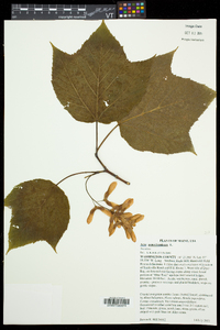 Acer pensylvanicum image