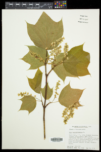 Acer pensylvanicum image