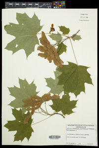 Acer platanoides image