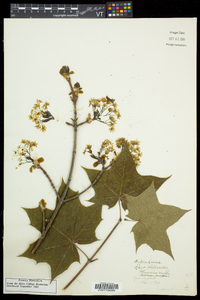 Acer platanoides image