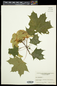 Acer platanoides image