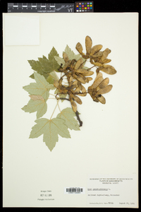 Acer pseudoplatanus image