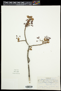 Acer saccharum var. saccharum image