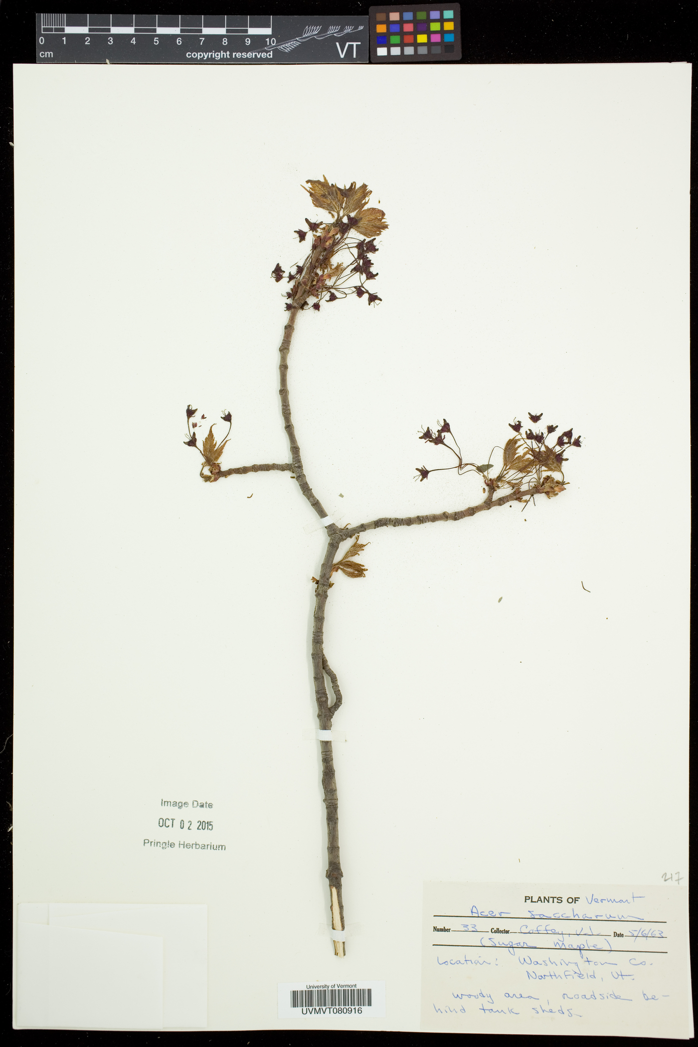 Acer saccharum var. saccharum image