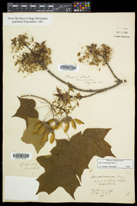 Acer saccharum var. saccharum image