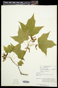 Acer saccharum var. saccharum image